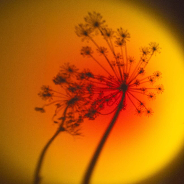 Настольная лампа Halo Mag Bloom, Halo Edition