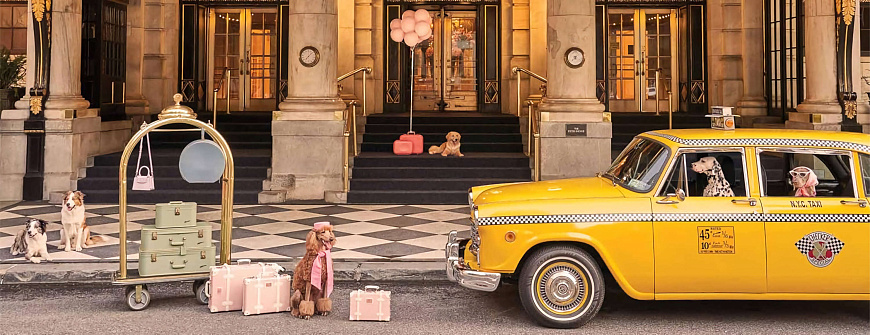 Книга Gray Malin. Dogs, Abrams Books