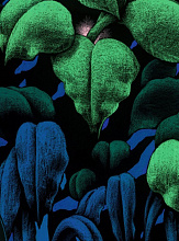 Обои Krabi, Moustache