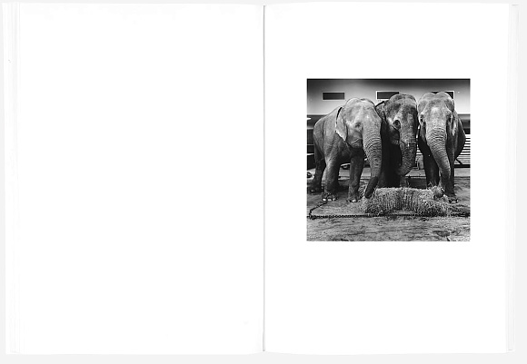 Книга The Shabbiness of Beauty, MACK