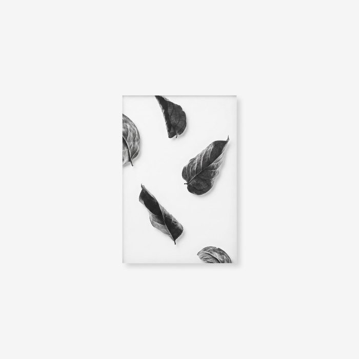 Постер на прозрачной подложке Floating Leaves, Moebe