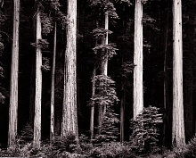 Книга Ansel Adams. 400 Photographs, 