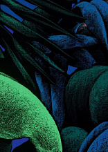 Обои Krabi, Moustache